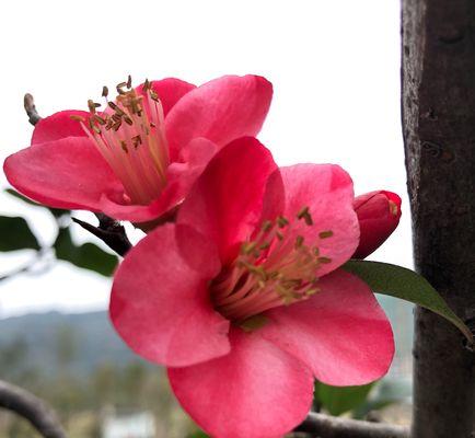 海棠花开的美好寓意（赏花品味生活中的温暖与希望）