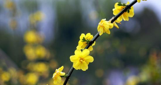 迎春花夏天开，芳香四溢（品味春日之美——迎春花的盛放）