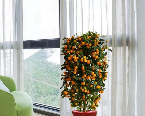 金桔种子盆栽的全面种植指南（教你如何在家中成功种植金桔，让你的生活更健康和美好！）