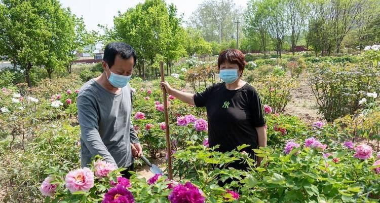 家养牡丹花种植方法（打造属于自己的牡丹花园，让花儿绽放自由）