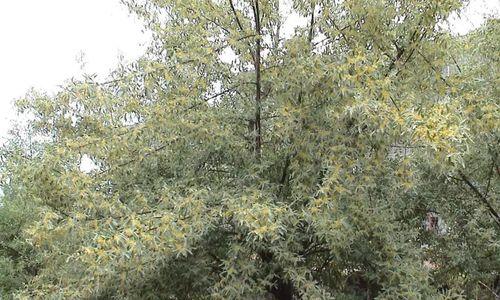 沙枣开花时间与特点（探秘沙枣花的美丽与神奇）