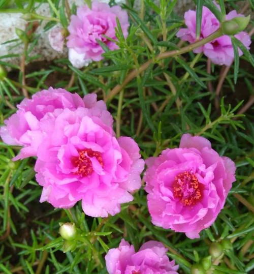 夏日之花——花语美景（探究夏季代表性花卉的花语美景，感受盛夏的静谧与美好。）