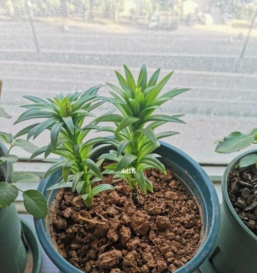 卷丹百合的种植全攻略（从选址到繁殖，让你轻松种出美丽的卷丹百合）