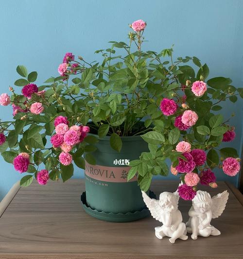 甜蜜马车花养殖的全面指南（甜蜜马车花的种植、管理及繁殖技巧）