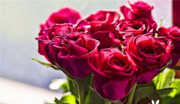 浪漫之花（探寻玫瑰花背后的浪漫、热情和爱情）