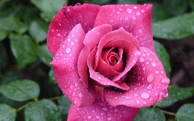 稀有玫瑰品种探秘——那些让人心驰神往的花朵（盘点世间珍稀的玫瑰品种，让你爱不释手）