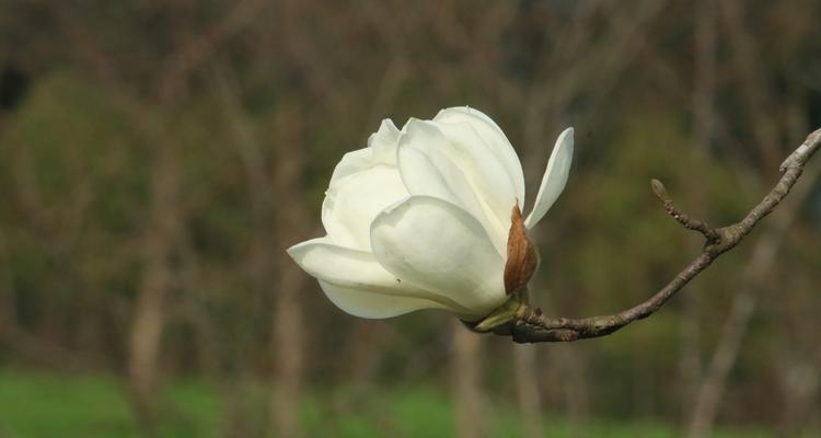 探秘上海市花（上海市花的历史渊源与文化内涵）