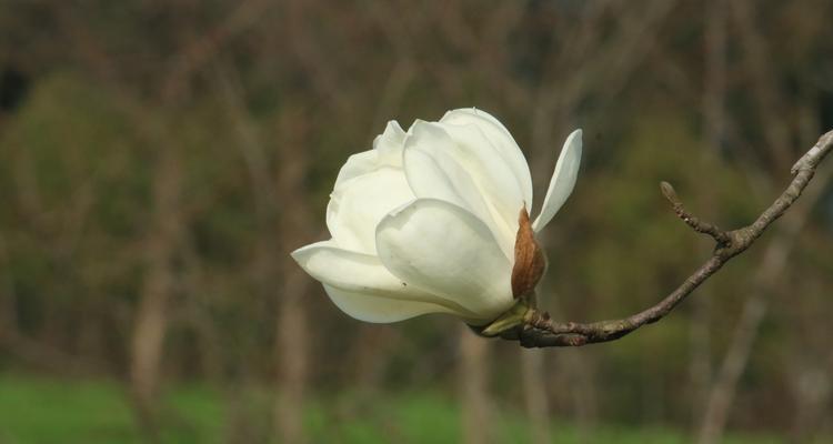 探秘上海市花（上海市花的历史渊源与文化内涵）