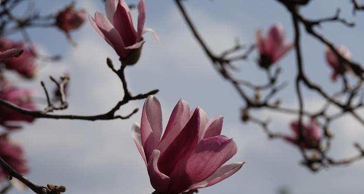 探秘上海市花（上海市花的历史渊源与文化内涵）