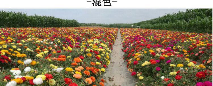 重瓣太阳花种子种植全过程（轻松学会种植重瓣太阳花，享受美丽的花海）