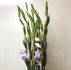剑兰花的养殖与护理（打造盛开绚烂的剑兰花园——从水养开始）