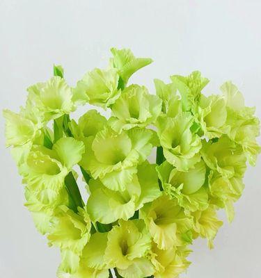 剑兰花的养殖与护理（打造盛开绚烂的剑兰花园——从水养开始）