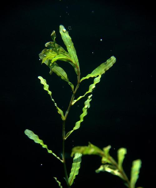深入探究金鱼藻——一种神奇的水生植物（了解金鱼藻的特点、栽培及保养技巧）