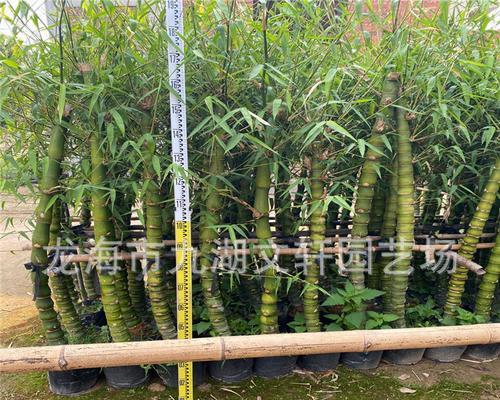 如何成功种植刚竹？（刚竹的特点、选址、育苗、土壤、施肥、修剪、病虫害防治和收割）