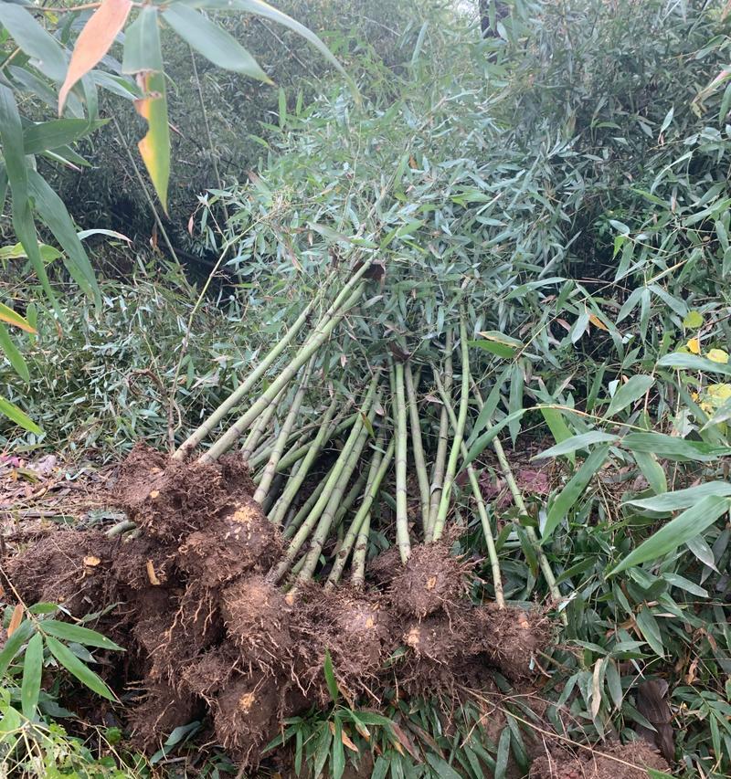 如何成功种植刚竹？（刚竹的特点、选址、育苗、土壤、施肥、修剪、病虫害防治和收割）