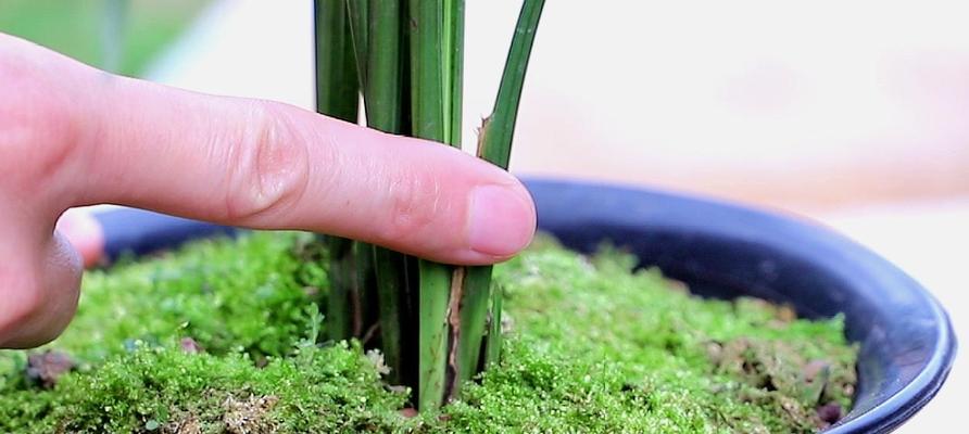 兰花浇水多久一次？