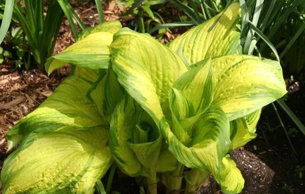 探秘草本植物世界（草本植物种类及其特点）