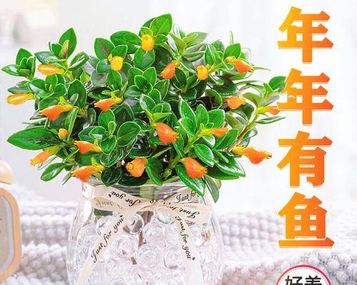 金鱼吊兰，家中好养的绿色小天使（如何打造健康美丽的金鱼吊兰，最适合家居布置的盆栽）