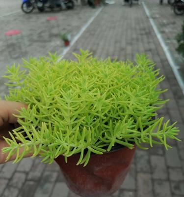 金叶佛甲草的养护与管理（打造健康绿色园林，让生命之美永恒延续）