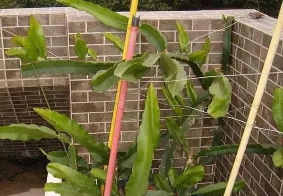如何正确养护火龙果盆栽？（从选购到施肥全程解读，让你的火龙果生长茁壮。）