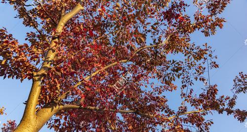 乌桕树——秋日里的独特风景（探秘乌桕树的特性与文化底蕴）