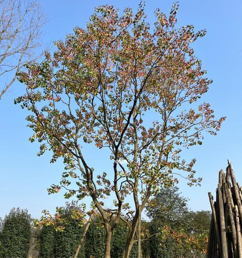 乌桕树——秋日里的独特风景（探秘乌桕树的特性与文化底蕴）