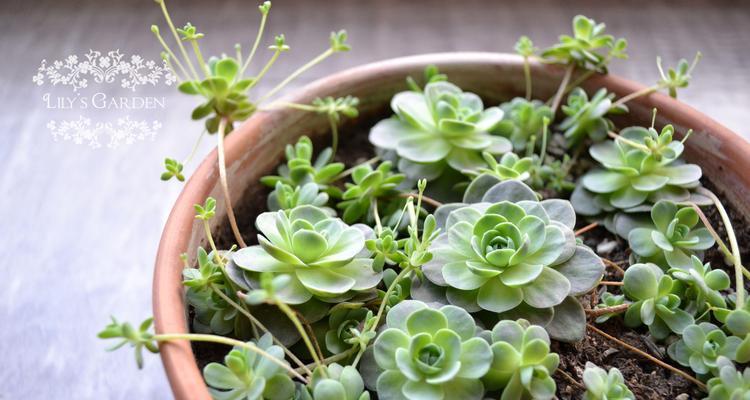 盘点常见的多肉植物品种（介绍多种常见的多肉植物及其特点）