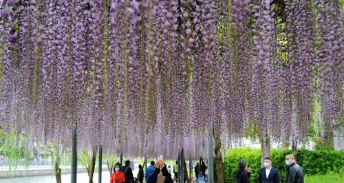 如何种植紫藤花（步步为营，轻松打造梦幻紫藤园）