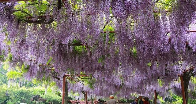 如何种植紫藤花（步步为营，轻松打造梦幻紫藤园）