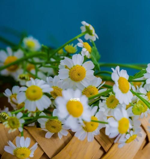 如何养护洋甘菊？（掌握这些方法让你的洋甘菊持续绽放）