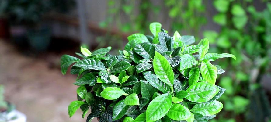 栀子花的养护与花期（“花期”）