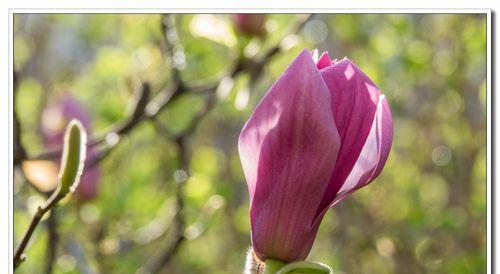 玉兰花，美丽的“春日之花”（魅力非凡、花期长久、品种繁多，缔造花园中的绚丽景色）