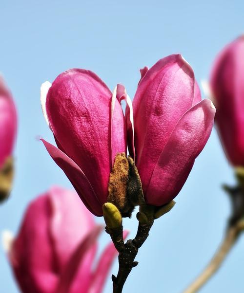 玉兰花，美丽的“春日之花”（魅力非凡、花期长久、品种繁多，缔造花园中的绚丽景色）