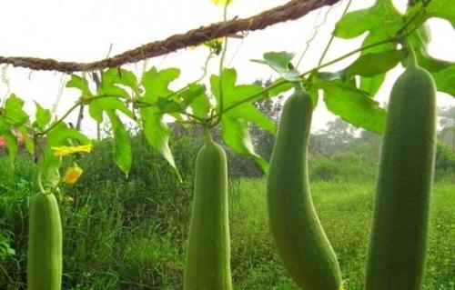 如何种植丝爪？（不同季节的养殖技巧，掌握这些就可以轻松种好丝爪）