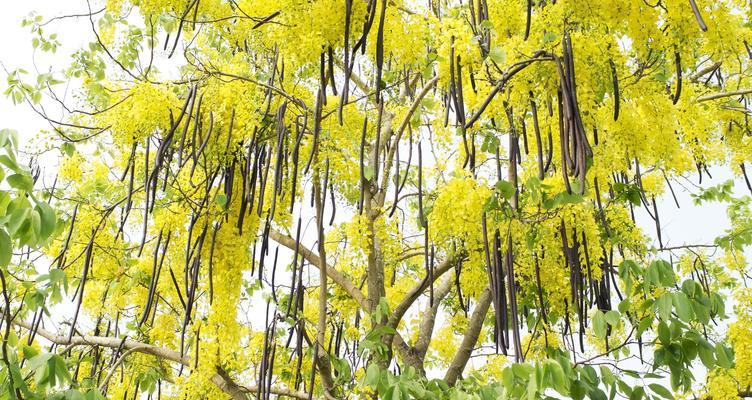 金链花——泰国的国花（传说中的泰国之魂，散发着浓郁的文化气息）