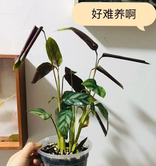 竹芋多肉植物，你值得拥有（品种推荐及养护技巧）