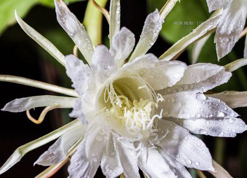 相约花开-探秘雨林中的昙花开放时间（昙花开放时间、生长环境、授粉方式全解析）