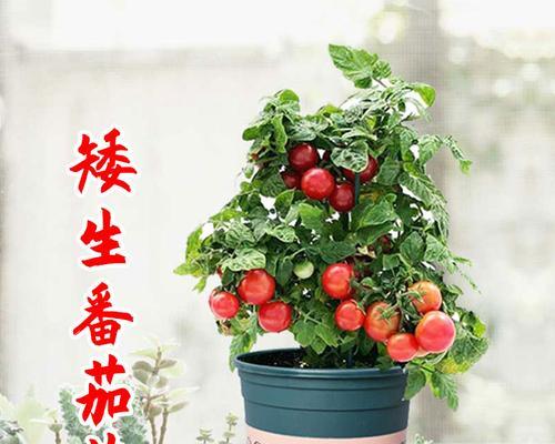 盆栽西红柿的养殖全攻略（从选择品种到收获果实，轻松打造个人化的小型蔬菜园）