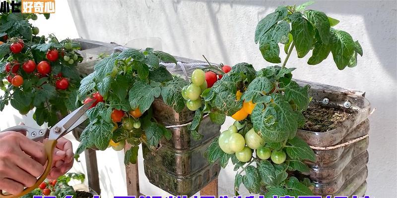 盆栽西红柿的养殖全攻略（从选择品种到收获果实，轻松打造个人化的小型蔬菜园）