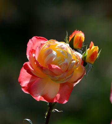 探究月季花的特点（一朵花，千姿百态；一种花，千面百态）