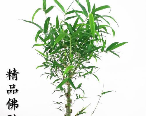 竹子之外，还有哪些和竹子一样的植物？（了解这些植物，感受绿色生活的美好）