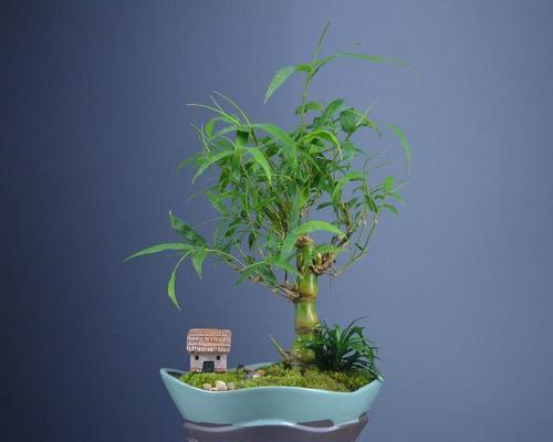 竹子之外，还有哪些和竹子一样的植物？（了解这些植物，感受绿色生活的美好）