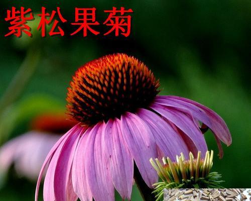 菊花种子催芽方法（学会菊花种子催芽，让花园更美丽）