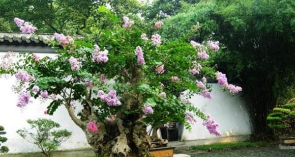 盆景花制作教程（打造自己的盆景花园）