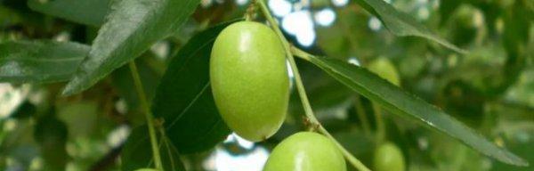 金枣花的种植与养护（了解金枣花的生长习性，打造优美花坛）