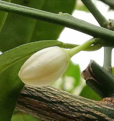 金枣花的种植与养护（了解金枣花的生长习性，打造优美花坛）