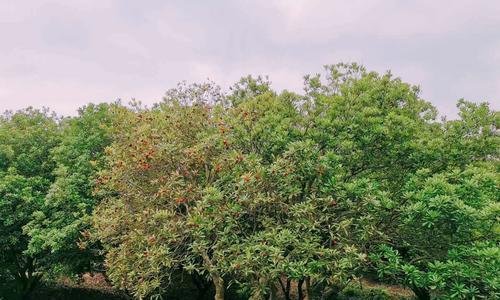 杨梅树的最佳种植季节（选择最适合的季节，让杨梅丰收满枝）