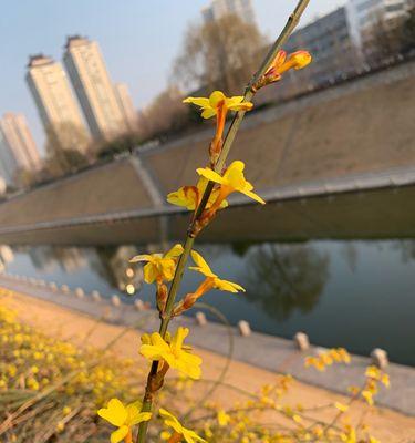 欣赏迎春花的绚丽春色（探究迎春花的颜色特点与种植技巧）