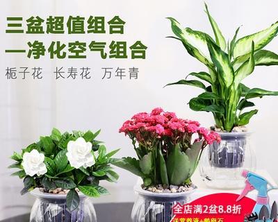 绿萝的温度适应能力（冬季养护注意事项）
