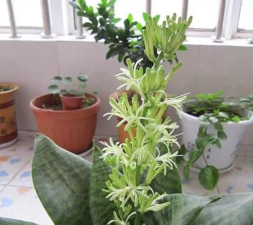 虎皮兰烂根的处理方法（教你如何拯救烂根虎皮兰）
